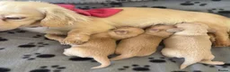 Miniature Dachshund dogs for sale: Bright Cream long haired miniature daschund⭐️ - Advert 13