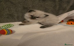 Ragdoll cats for sale: Ragdol KITTENS 😸 ♥️  - Image 10