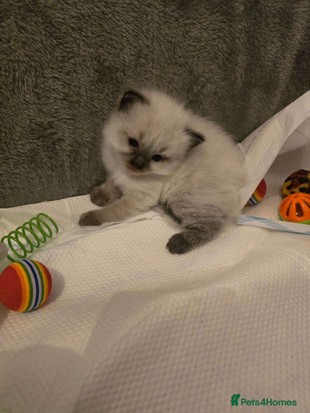 Ragdoll cats for sale: Ragdol KITTENS 😸 ♥️  - Image 10