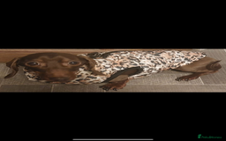 Miniature Dachshund dogs for sale: Kaneishan minature Daschund puppies  - Image 7