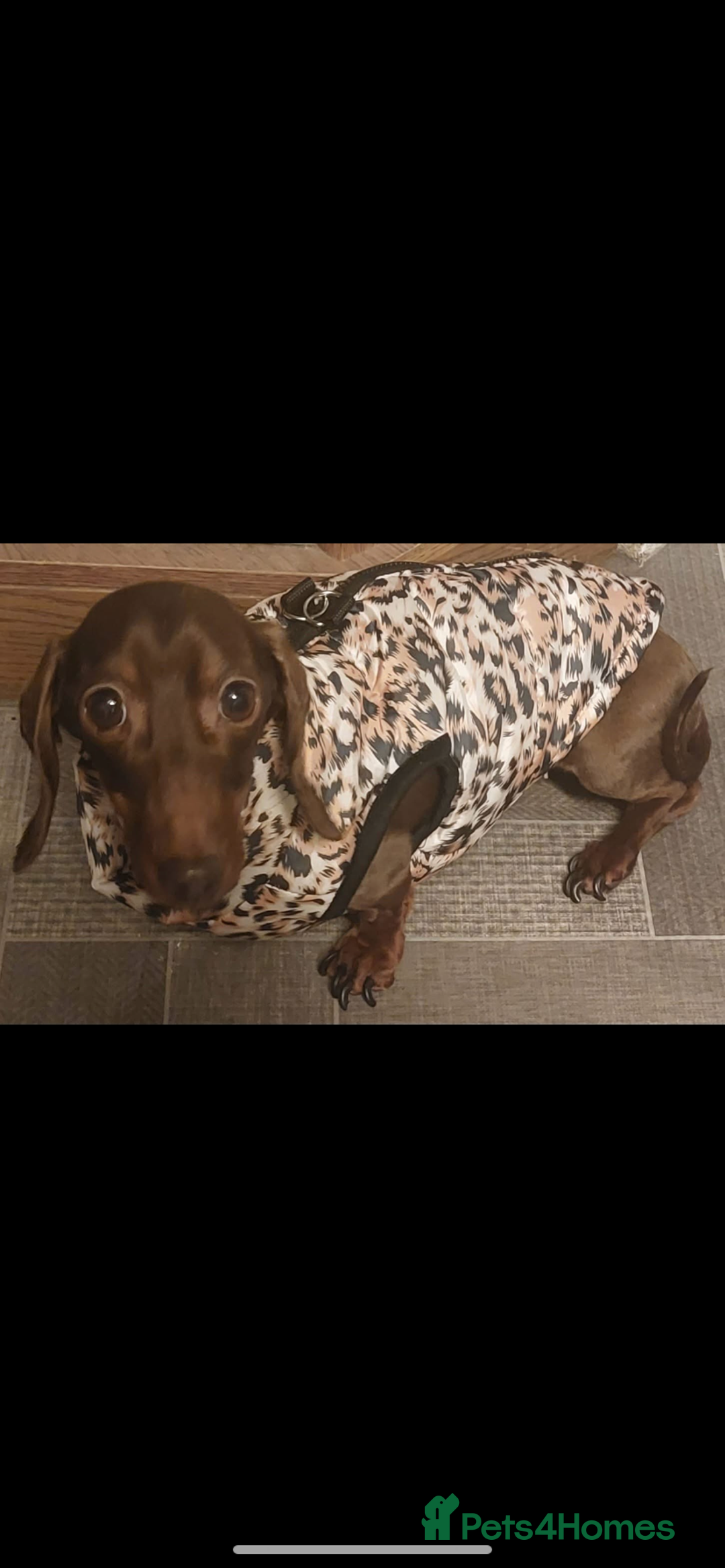 Miniature Dachshund dogs for sale: Kaneishan minature Daschund puppies  - Image 7