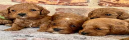 Cavapoo dogs for sale: F1b Cavapoos 🐾 - Advert 2