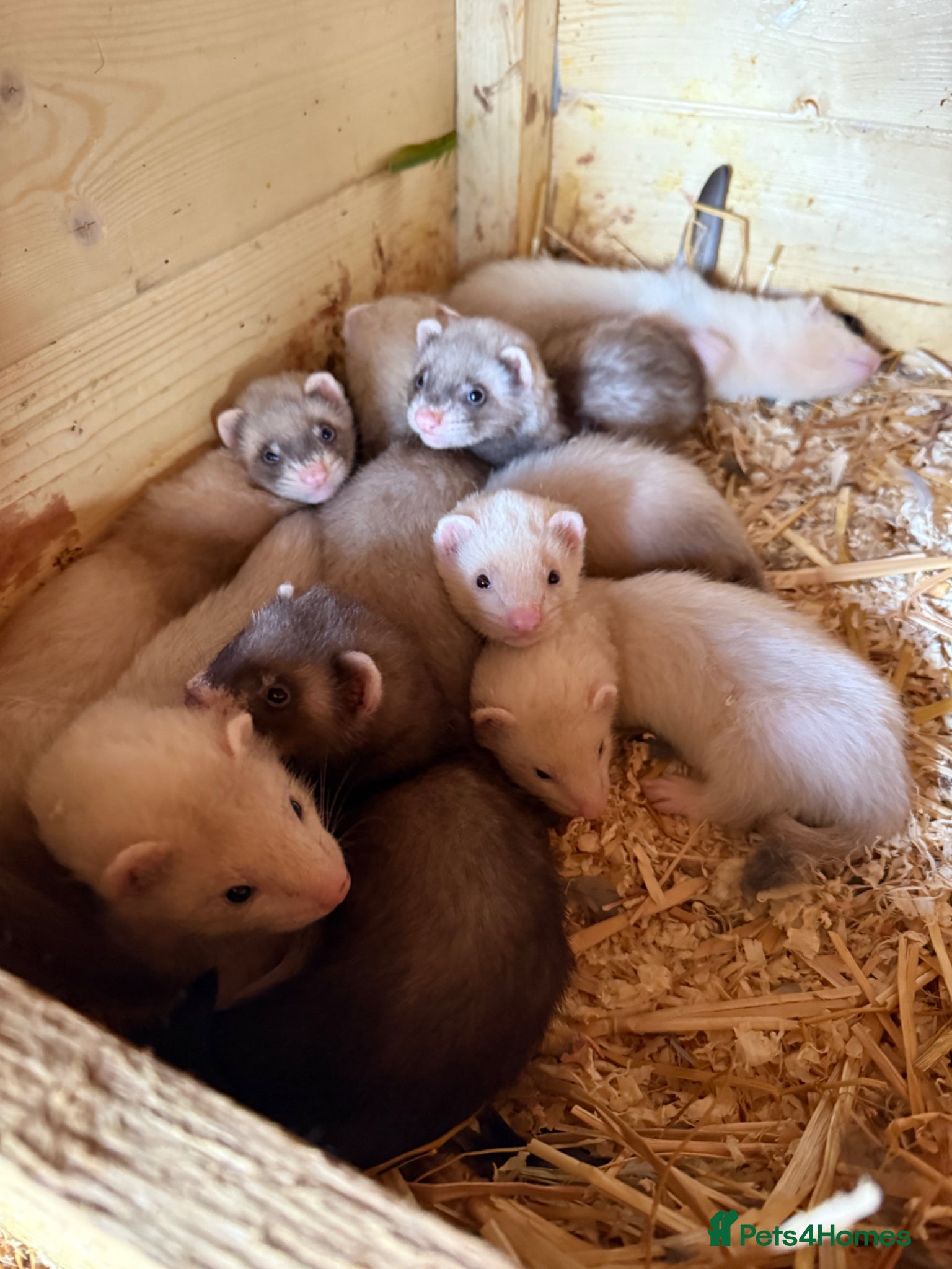 Ferret rodents 7 week old baby ferret kits  - Advert 1