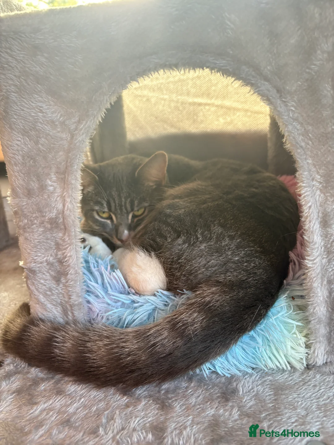 Mixed Breed cats for sale: Bella  in Crewe - Advert 2