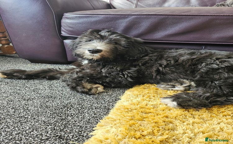 Sheepadoodle dogs - Advert 2