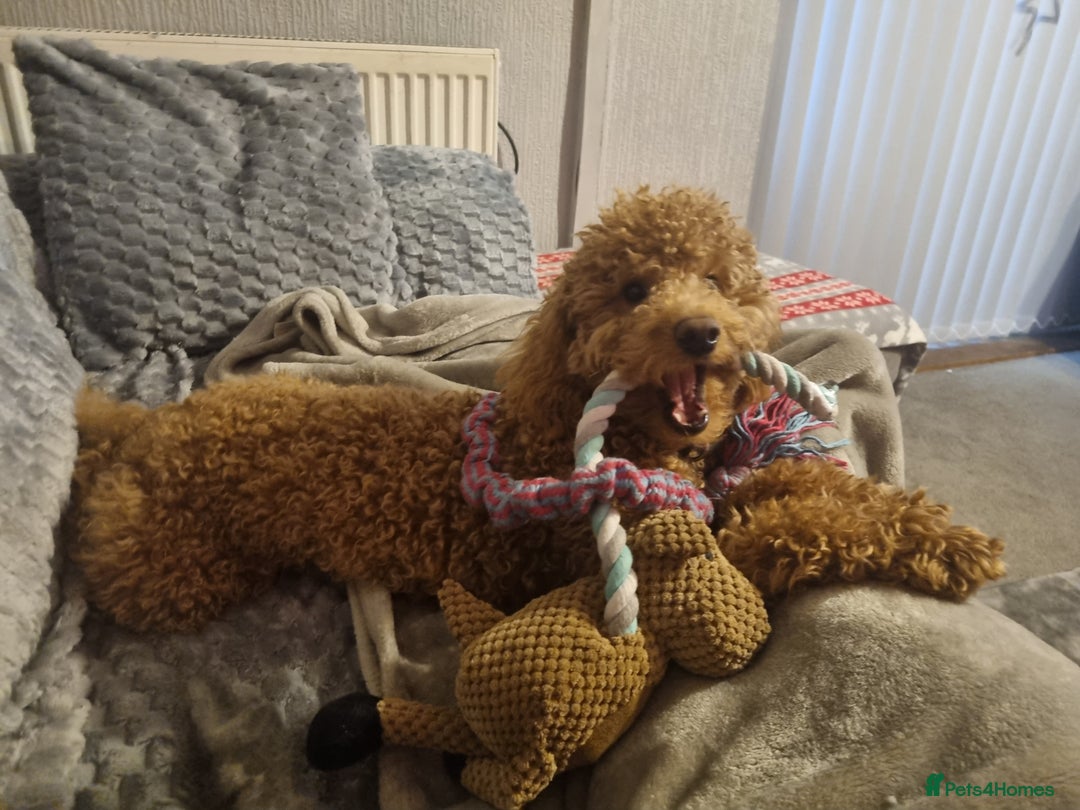 Toy Poodle dogs for stud: Stunning red toy poodle for stud in Coventry - Advert 4
