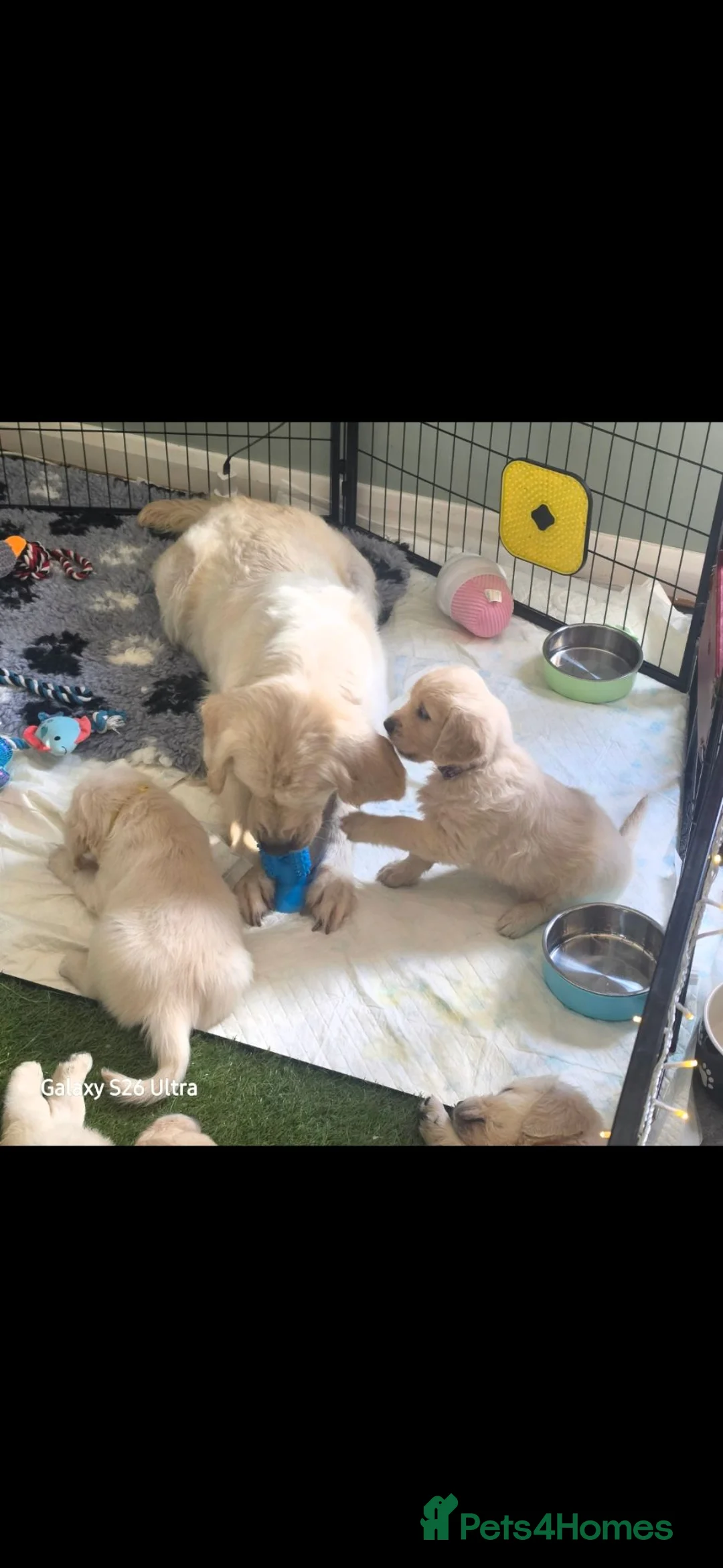 Golden Retriever dogs for sale: Golden Retriever Puppies in Bangor - Advert 2