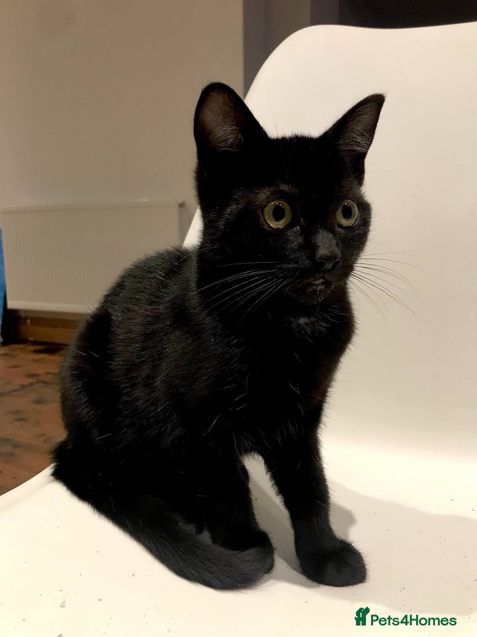 Mixed Breed cats 2 gorgeous black Siamese/American long hair kitten - Advert 2