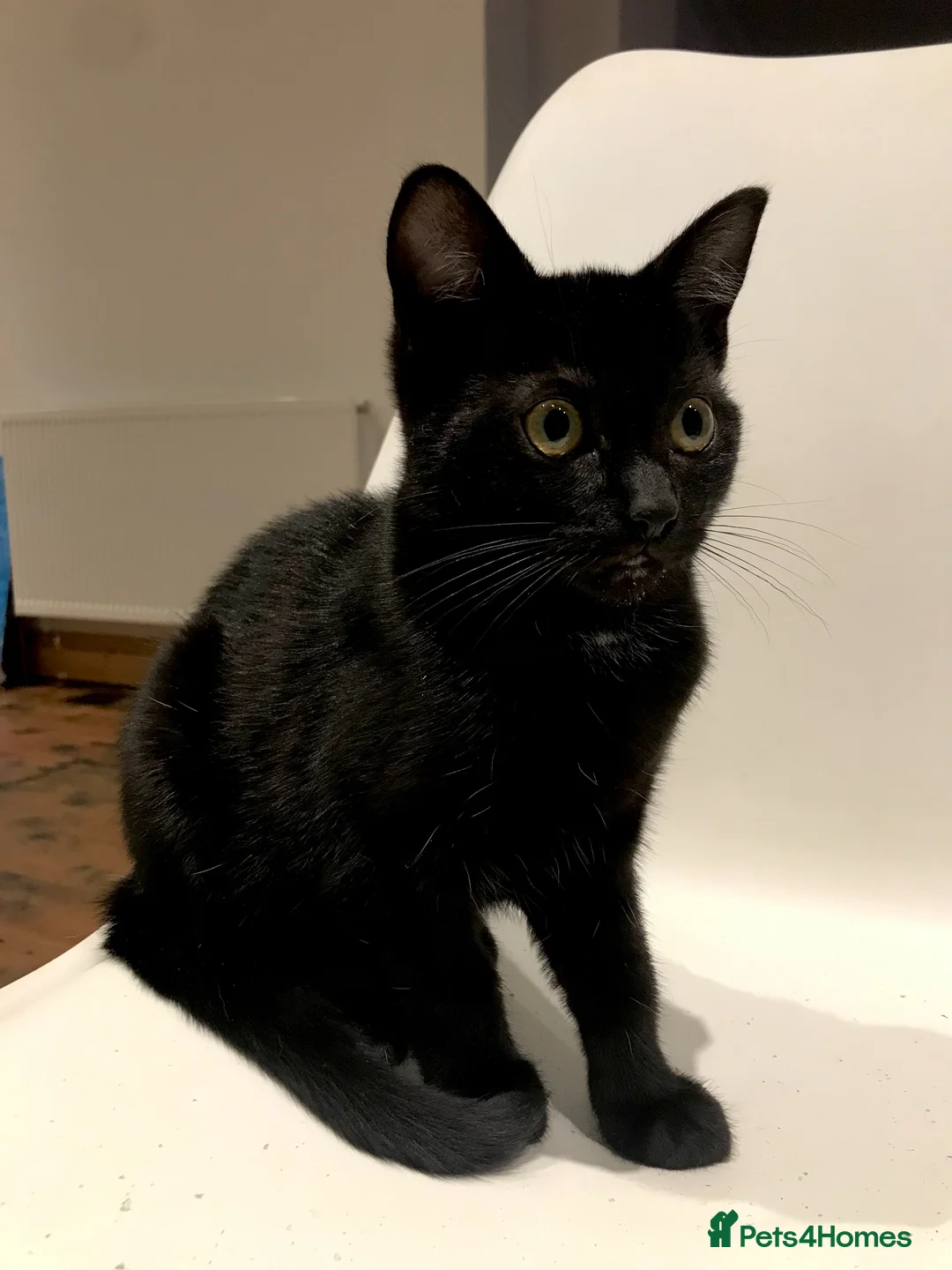 Mixed Breed cats for sale: 2 gorgeous black Siamese/American long hair kitten - Advert 1