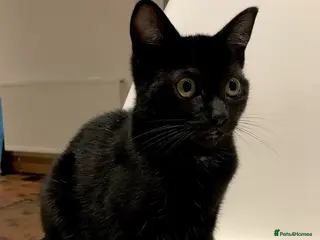 Mixed Breed cats 2 gorgeous black Siamese/American long hair kitten - Advert 2