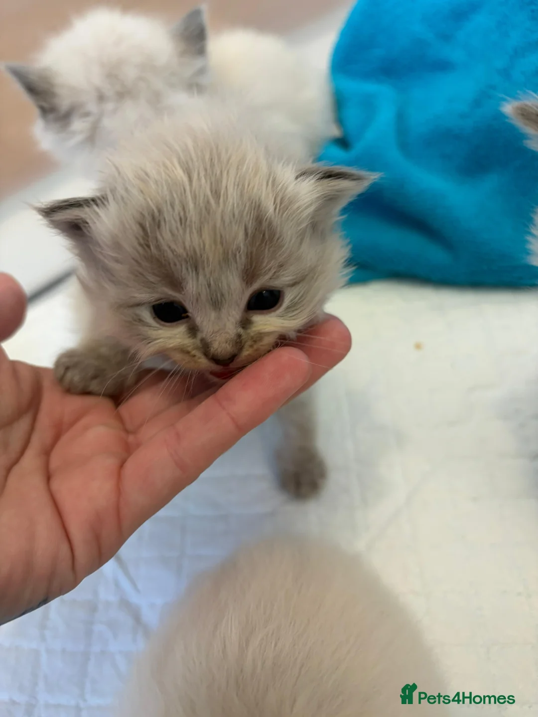 Ragdoll cats for sale: Blue Lynx Ragdoll kittens - Advert 27