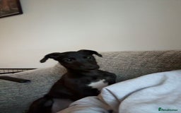 Deerhound dogs for sale: Female deerhound  - Image 3