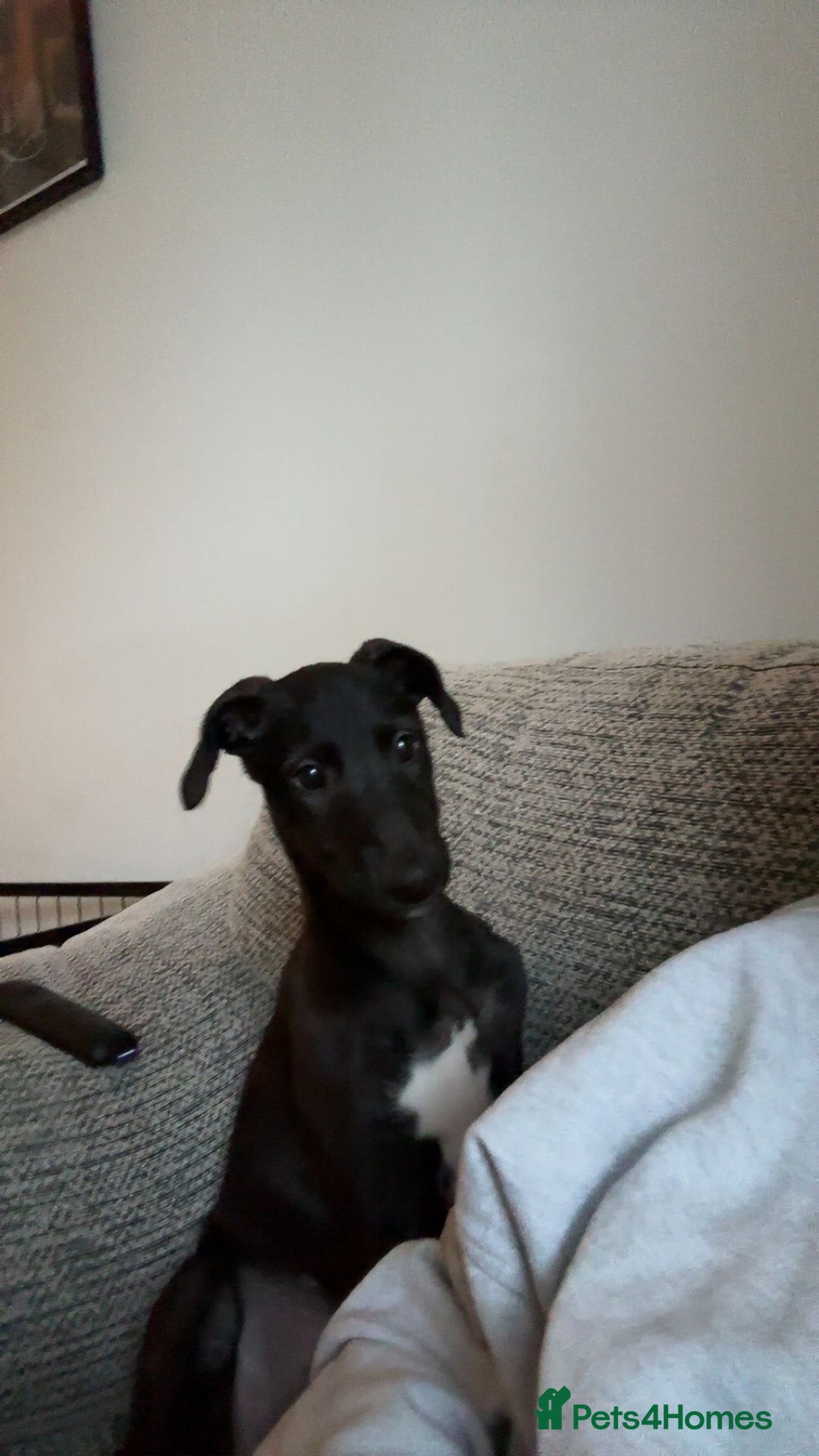 Deerhound dogs for sale: Female deerhound  - Image 3