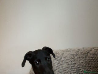 Deerhound dogs - Advert 2