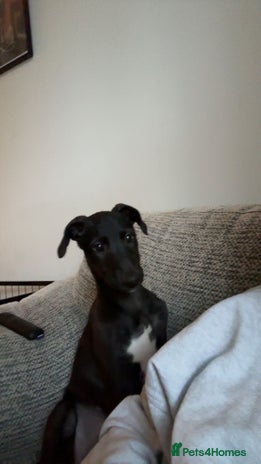 Deerhound dogs - Advert 1