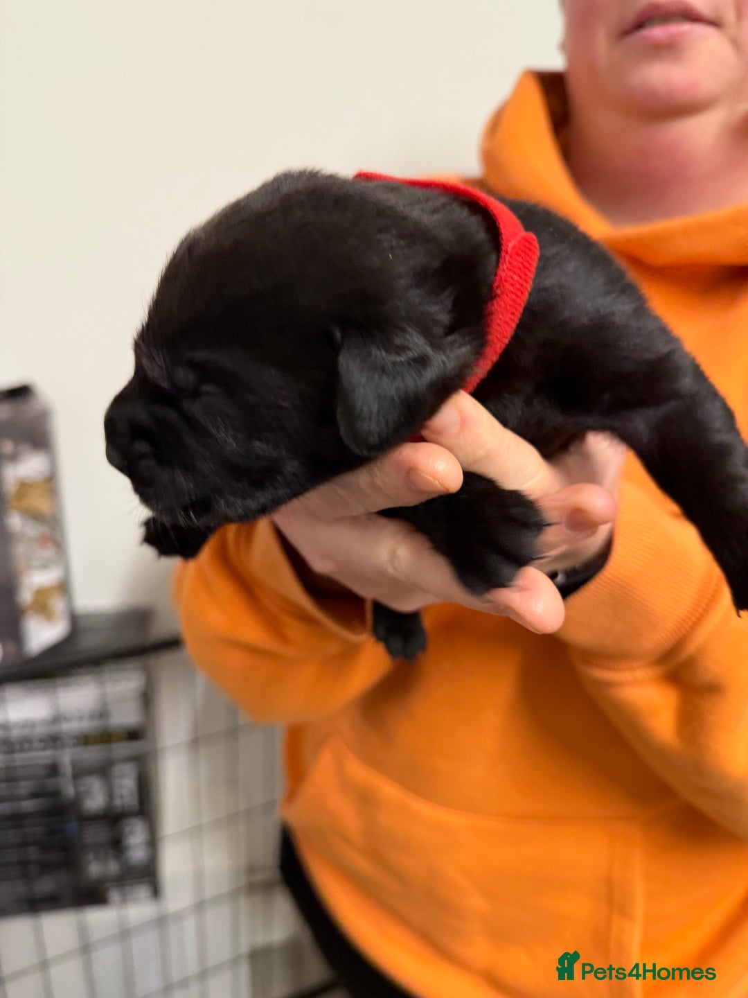 Labrador Retriever dogs for sale: Chunky Black Labrador Puppies! - Advert 5