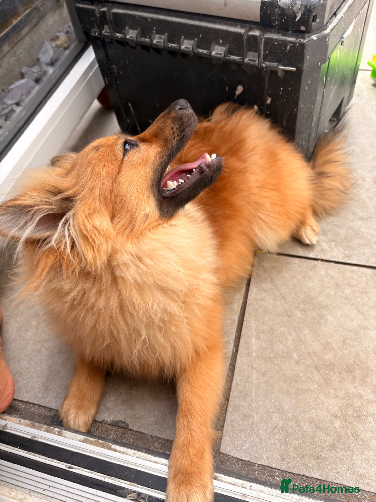 Pomeranian dogs for sale: Pomeranian for sale  - Advert 3