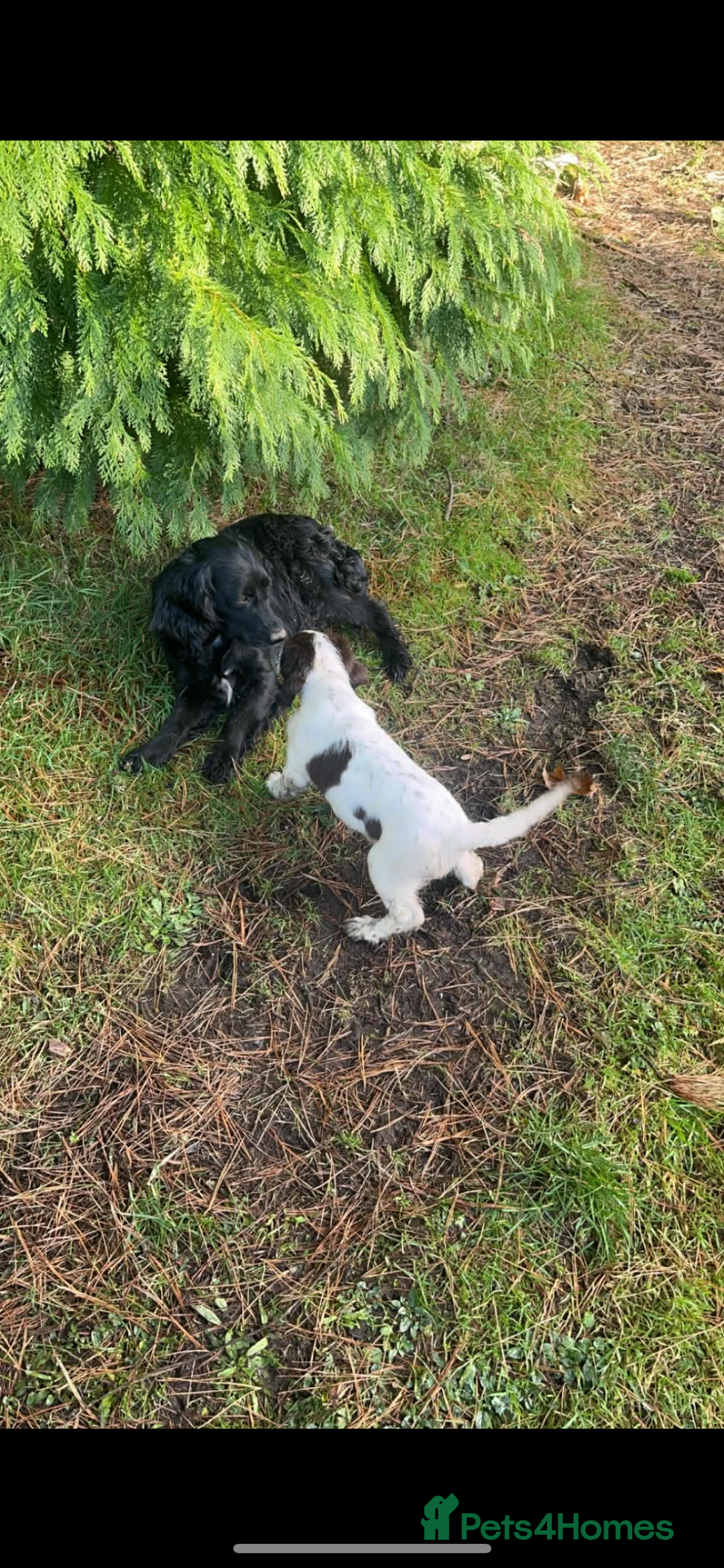 Cocker Spaniel dogs for sale: Male cocker spaniel puppy  - Advert 4