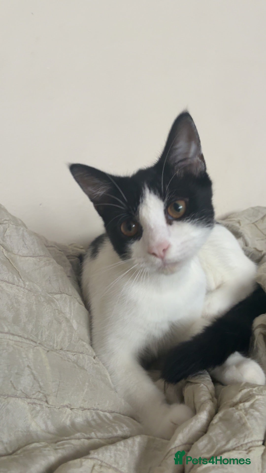 Domestic Shorthair cats Tuxedo cat Free - Advert 11