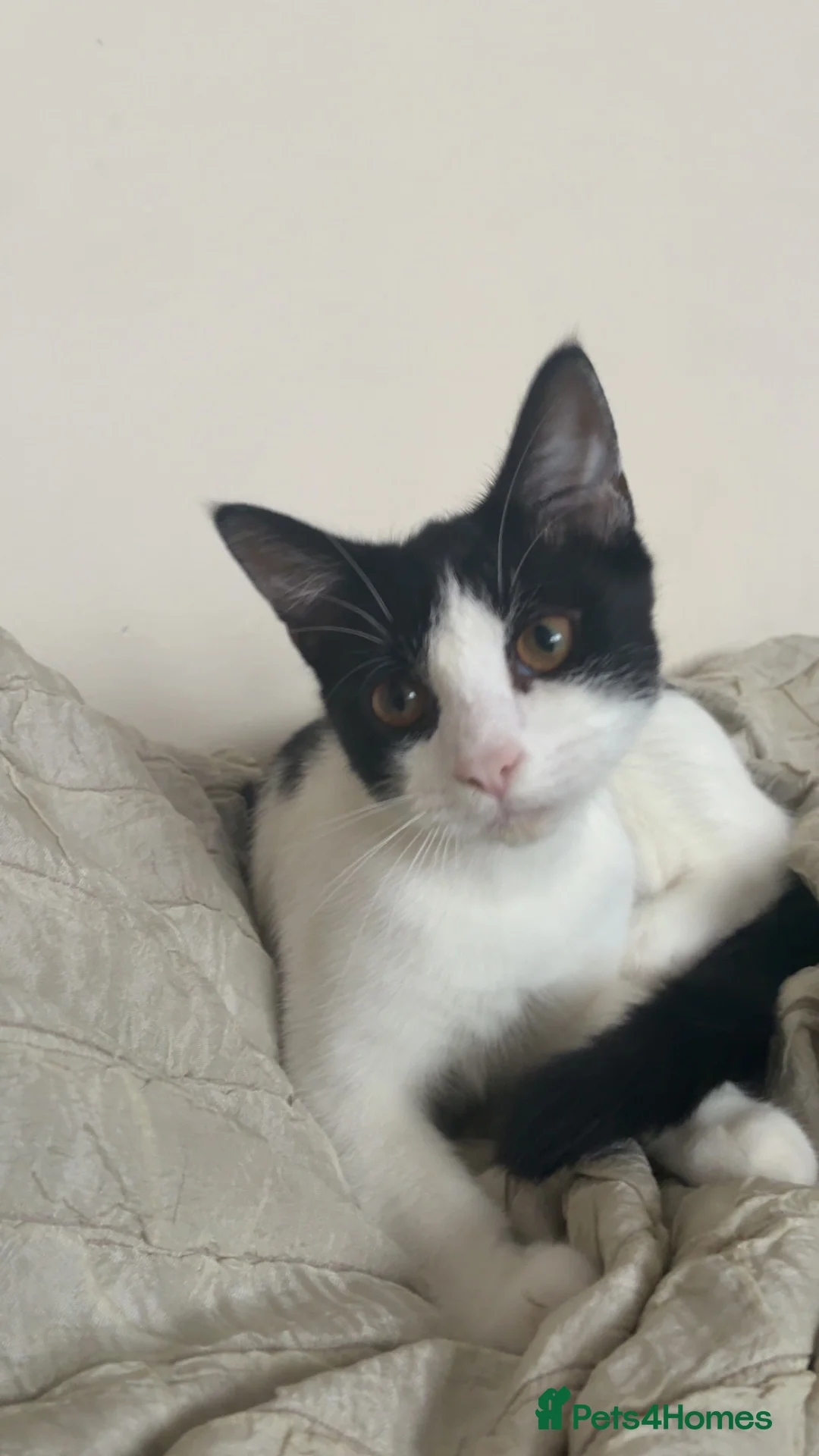 Domestic Shorthair cats for sale: Tuxedo cat Free in Reading - Advert 1