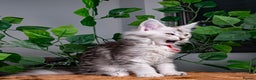 Maine Coon cats for sale: 8 STUNNING PEDIGREE TICA REG MAINE COON KITTENS - Advert 34