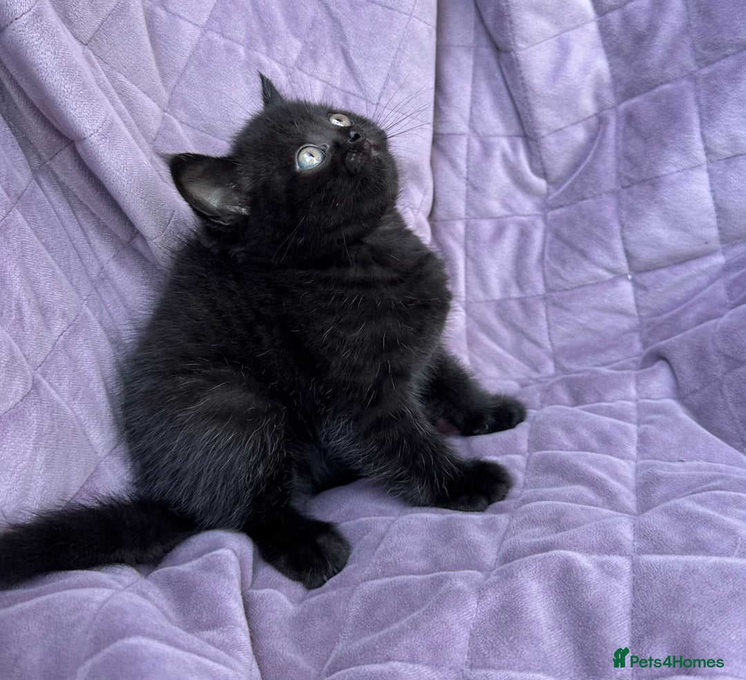 British Shorthair cats for sale: British shorthair kittens🐻🐻‍❄️🐻🐻‍❄️🐻🐻‍❄️ - Image 15