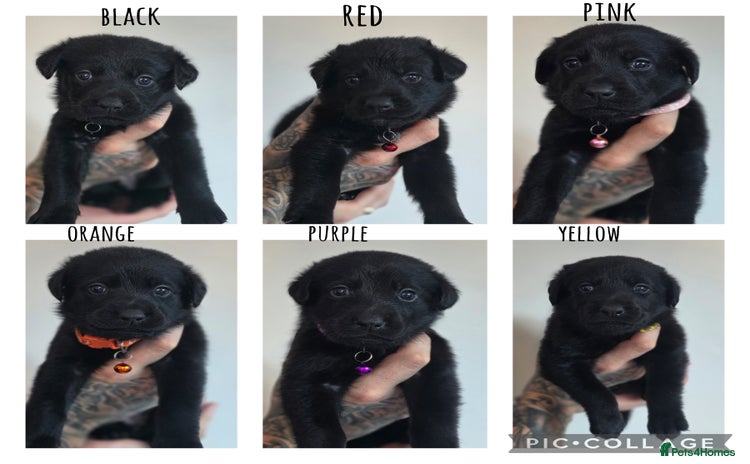 Mixed Breed dogs - Advert 1