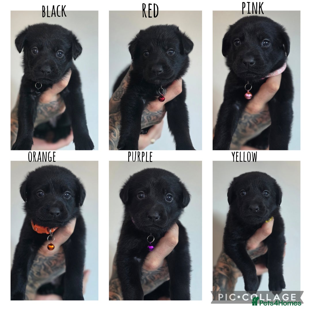 Mixed Breed dogs for sale: Sheprador Puppies - Image 1