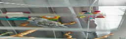 Budgerigars birds for sale: Young budgie  - Advert 3