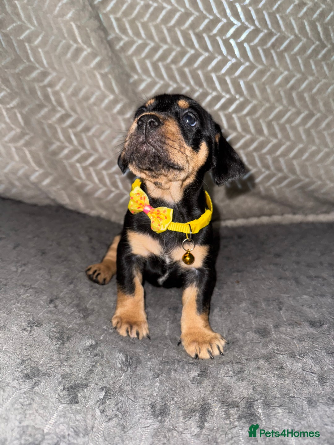 Mixed Breed dogs for sale: 🐾 Beautiful French Bull Weiners 🐾  - Advert 24