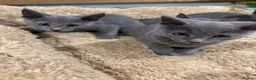 Russian Blue cats for sale: Stunning gccf registered Russian blue kittens  - Advert 7