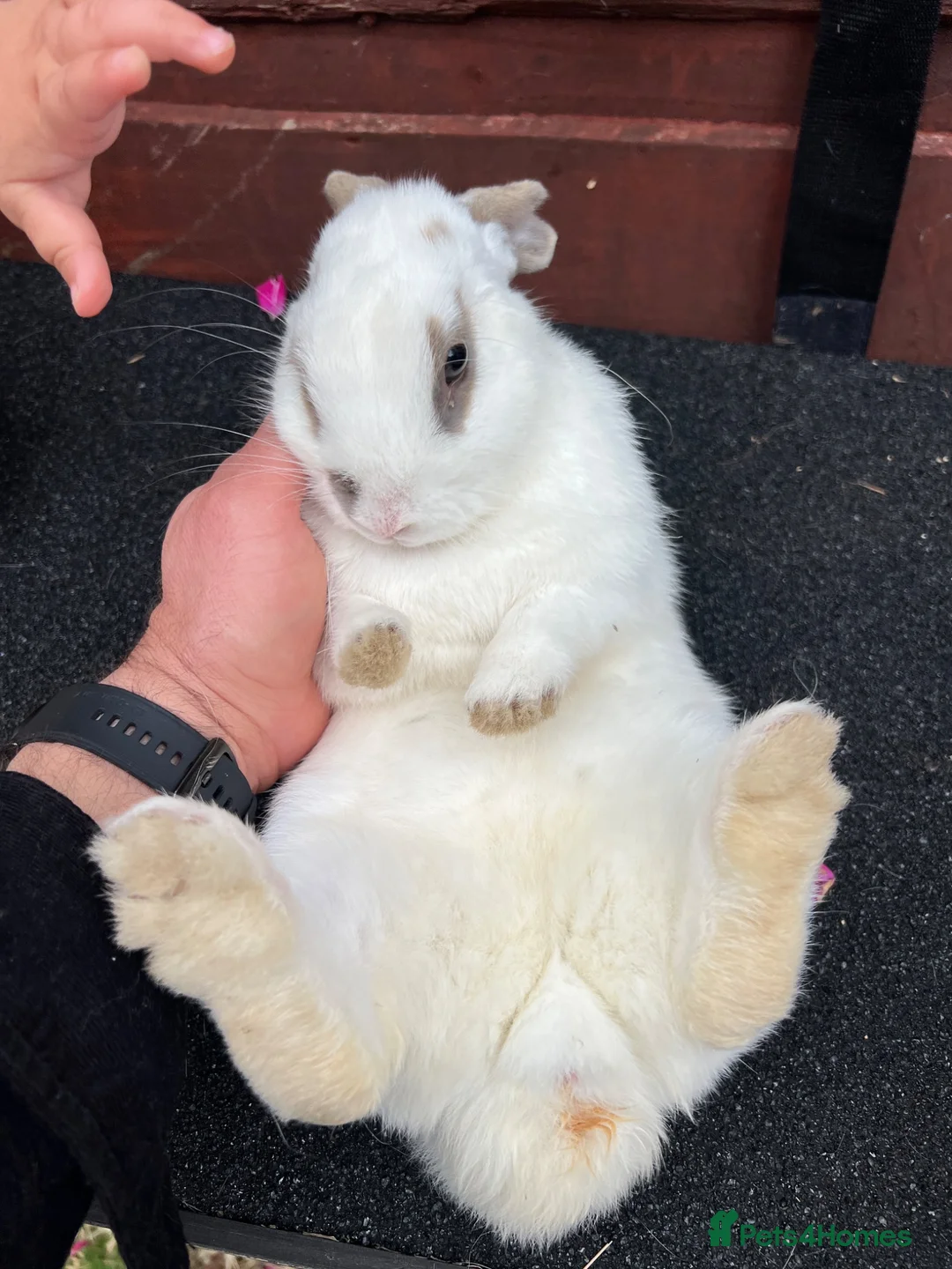 Mixed Breed rabbits for sale: Rabbit with hutch - Advert 2