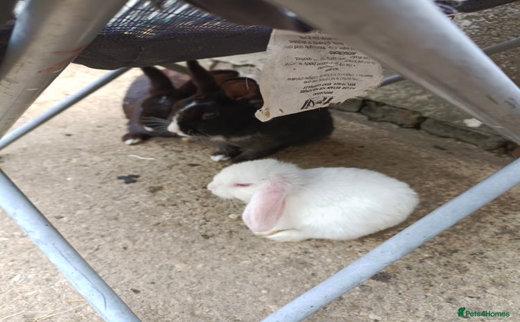Mini Lop rabbits - Advert 1