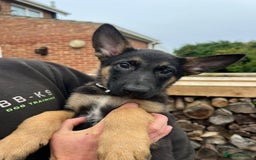 Mixed Breed dogs for sale: Czech shepherd x Belgium malinois - Image 7