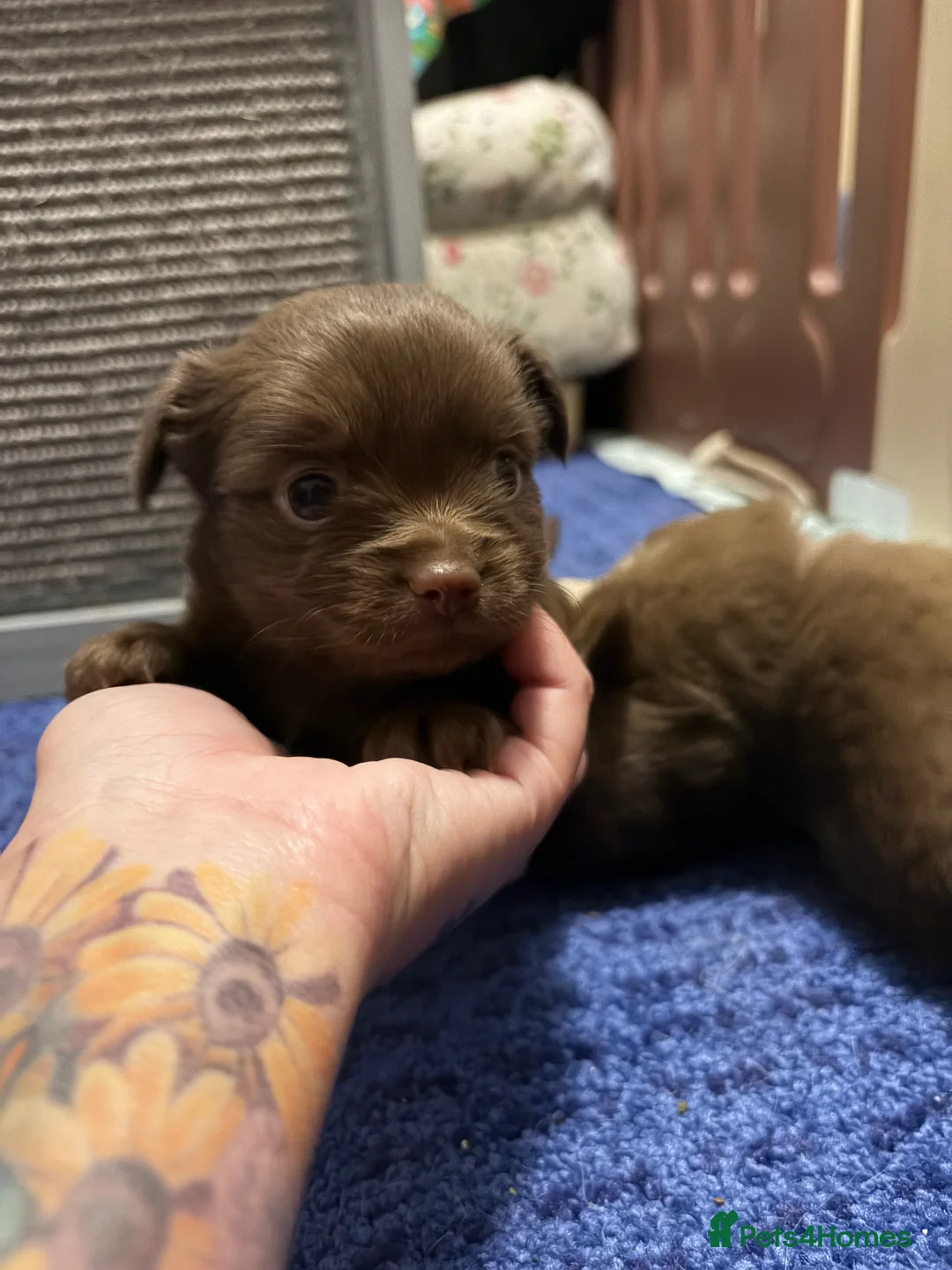 Chihuahua dogs for sale: One solid chocolate female chihuahua left!! ⭐️⭐️⭐️ - Advert 26