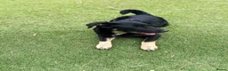 Mixed Breed dogs for adoption: Barker in Ormskirk - Advert 3