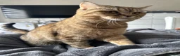 British Shorthair cats for sale: Cuddly & Affectionate Cat Needs Forever Home - Advert 3