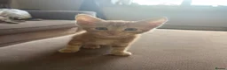 Mixed Breed cats for sale: Beautiful mixed breed kittens in Rotherham - Advert 7