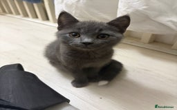 British Shorthair cats for sale: Half Breed British Short Hair Kittens  - Image 3