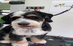 Bernedoodle dogs for sale: Miniature F1bs Bernedoodle Waiting List - Image 8