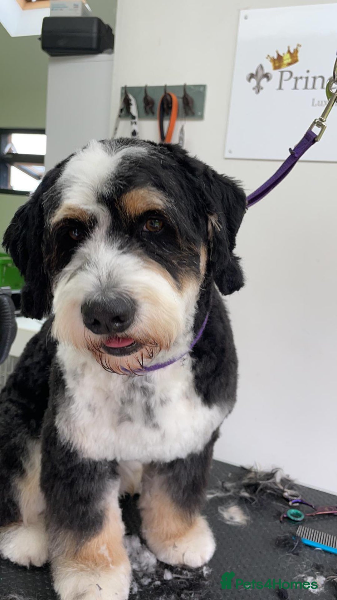 Bernedoodle dogs for sale: Miniature F1bs Bernedoodle Waiting List - Image 8
