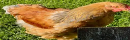 Chickens poultry for sale: Brahma cockerels x 2 - Advert 5