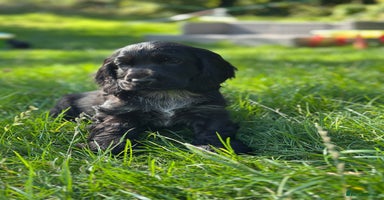 Cocker Spaniel dogs - Advert 10