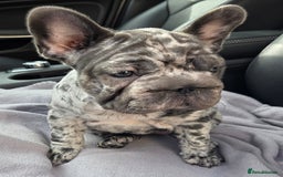 French Bulldog dogs for sale: 💝 DWKC registered champion bloodlines💖 - Image 5