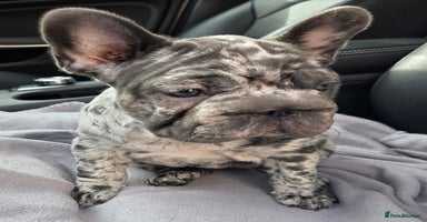 French Bulldog dogs - Advert 7