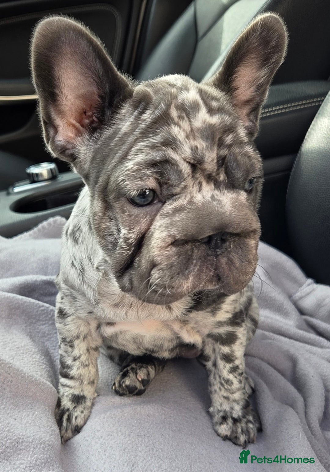 French Bulldog dogs for sale: 💝 DWKC registered champion bloodlines💖 - Image 5
