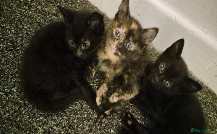 Mixed Breed cats for sale in Rossendale - Advert 2