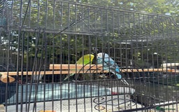 Budgerigars birds for sale: Budgie Pair - Image 2