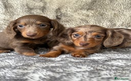 Miniature Dachshund dogs for sale: ⭐️ long haired minature dachshunds ⭐️ - Image 8