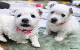 West Highland Terrier dogs for sale: Beautiful Westhighland Terrier Puppies  - Image 15